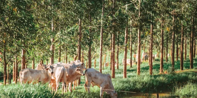 Gado em pasto da Fazenda Uberaba, que aplica o método de integração lavoura-pecuária-floresta. Imagem: Gabriel Cabral/Folhapress