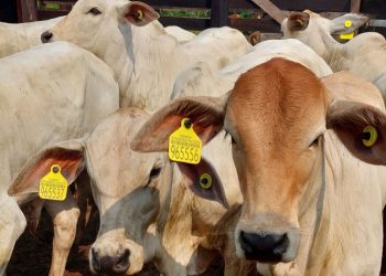 Meta inicial era ter 100% dos bovinos rastreados em 2030, mas já foi atingida no ano passado. Foto: MBRF/Divulgação
