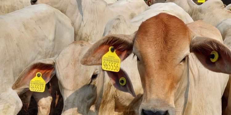 Meta inicial era ter 100% dos bovinos rastreados em 2030, mas já foi atingida no ano passado. Foto: MBRF/Divulgação