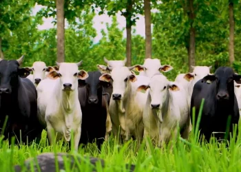 Foto: reprodução/Planeta Campo