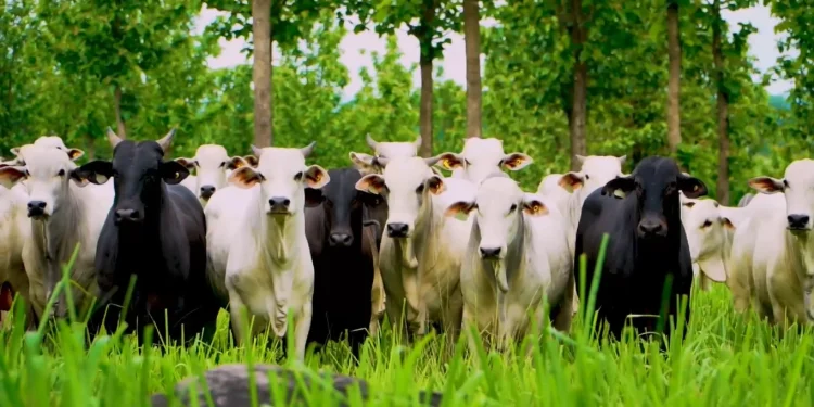 Foto: reprodução/Planeta Campo