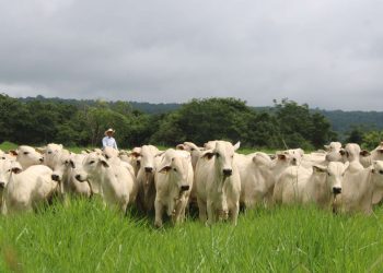 Mais do que reagir a pressões externas, a estratégia é demonstrar que produtividade, responsabilidade socioambiental e inserção competitiva podem avançar de forma integrada.
FreePik