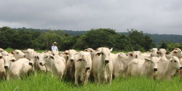 Mais do que reagir a pressões externas, a estratégia é demonstrar que produtividade, responsabilidade socioambiental e inserção competitiva podem avançar de forma integrada.
FreePik