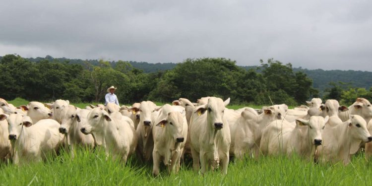 Mais do que reagir a pressões externas, a estratégia é demonstrar que produtividade, responsabilidade socioambiental e inserção competitiva podem avançar de forma integrada.
FreePik