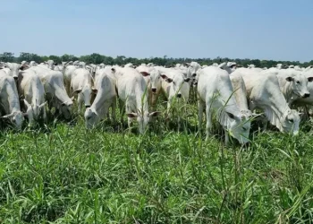 RenovAgro é o principal instrumento de crédito rural voltado à promoção de sistemas de produção agropecuária de baixo carbono • Gabriel Faria/Embrapa