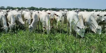 RenovAgro é o principal instrumento de crédito rural voltado à promoção de sistemas de produção agropecuária de baixo carbono • Gabriel Faria/Embrapa