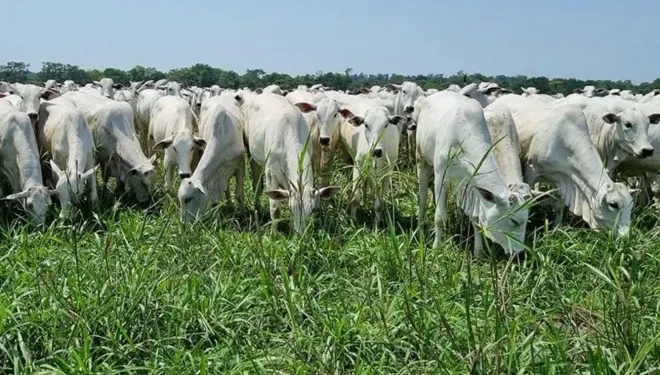 RenovAgro é o principal instrumento de crédito rural voltado à promoção de sistemas de produção agropecuária de baixo carbono • Gabriel Faria/Embrapa