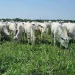 RenovAgro é o principal instrumento de crédito rural voltado à promoção de sistemas de produção agropecuária de baixo carbono • Gabriel Faria/Embrapa