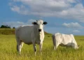 Pesquisadores apontam manejo eficiente de pastagens e integração lavoura-pecuária-floresta como estratégias centrais para reduzir emissões e ampliar a sustentabilidade da pecuária brasileira. Crédito: Reprodução.