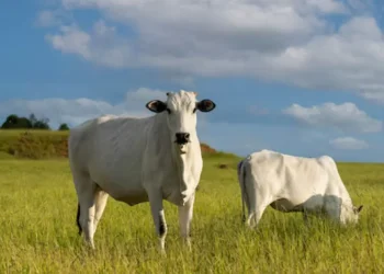 Pesquisadores apontam manejo eficiente de pastagens e integração lavoura-pecuária-floresta como estratégias centrais para reduzir emissões e ampliar a sustentabilidade da pecuária brasileira. Crédito: Reprodução.