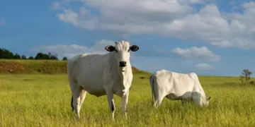 Pesquisadores apontam manejo eficiente de pastagens e integração lavoura-pecuária-floresta como estratégias centrais para reduzir emissões e ampliar a sustentabilidade da pecuária brasileira. Crédito: Reprodução.