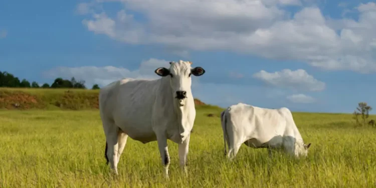 Pesquisadores apontam manejo eficiente de pastagens e integração lavoura-pecuária-floresta como estratégias centrais para reduzir emissões e ampliar a sustentabilidade da pecuária brasileira. Crédito: Reprodução.