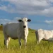 Pesquisadores apontam manejo eficiente de pastagens e integração lavoura-pecuária-floresta como estratégias centrais para reduzir emissões e ampliar a sustentabilidade da pecuária brasileira. Crédito: Reprodução.