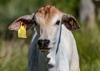 Bezerro com brinco de identificação. Imagem: Fundação IDH