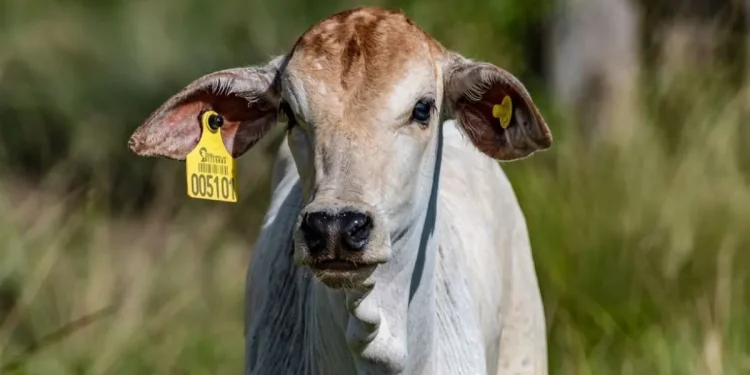 Bezerro com brinco de identificação. Imagem: Fundação IDH