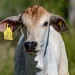 Bezerro com brinco de identificação. Imagem: Fundação IDH